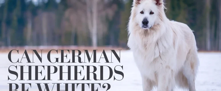 Can German Shepherds Be White? Exploring the Fascinating Truth Behind White German Shepherds Can German Shepherds Be White? Exploring the Fascinating Truth Behind White German Shepherds