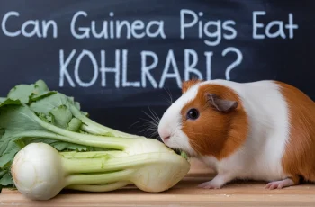 Can Guinea Pigs Eat Kohlrabi? A Complete Guide to Nutrition and Safety