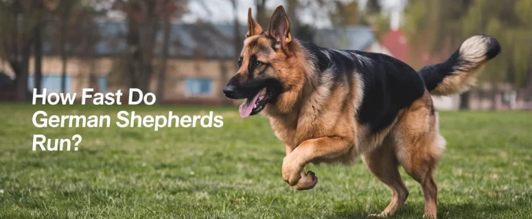 How Fast Do German Shepherds Run? Understanding Their Speed and Physical Abilities How Fast Do German Shepherds Run? Understanding Their Speed and Physical Abilities