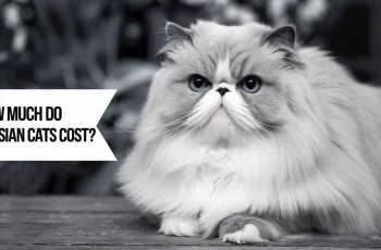 How Much Do Persian Cats Cost? A Detailed Guide to Buying and Owning One