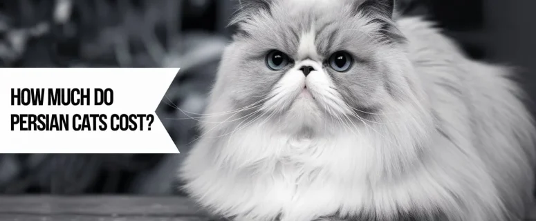 How Much Do Persian Cats Cost? A Detailed Guide to Buying and Owning One