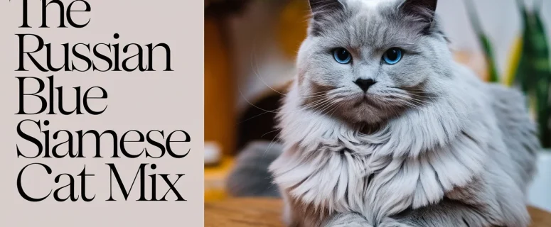 The Russian Blue Siamese Cat Mix: A Guide to This Unique Hybrid Breed
